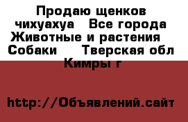 Продаю щенков чихуахуа - Все города Животные и растения » Собаки   . Тверская обл.,Кимры г.